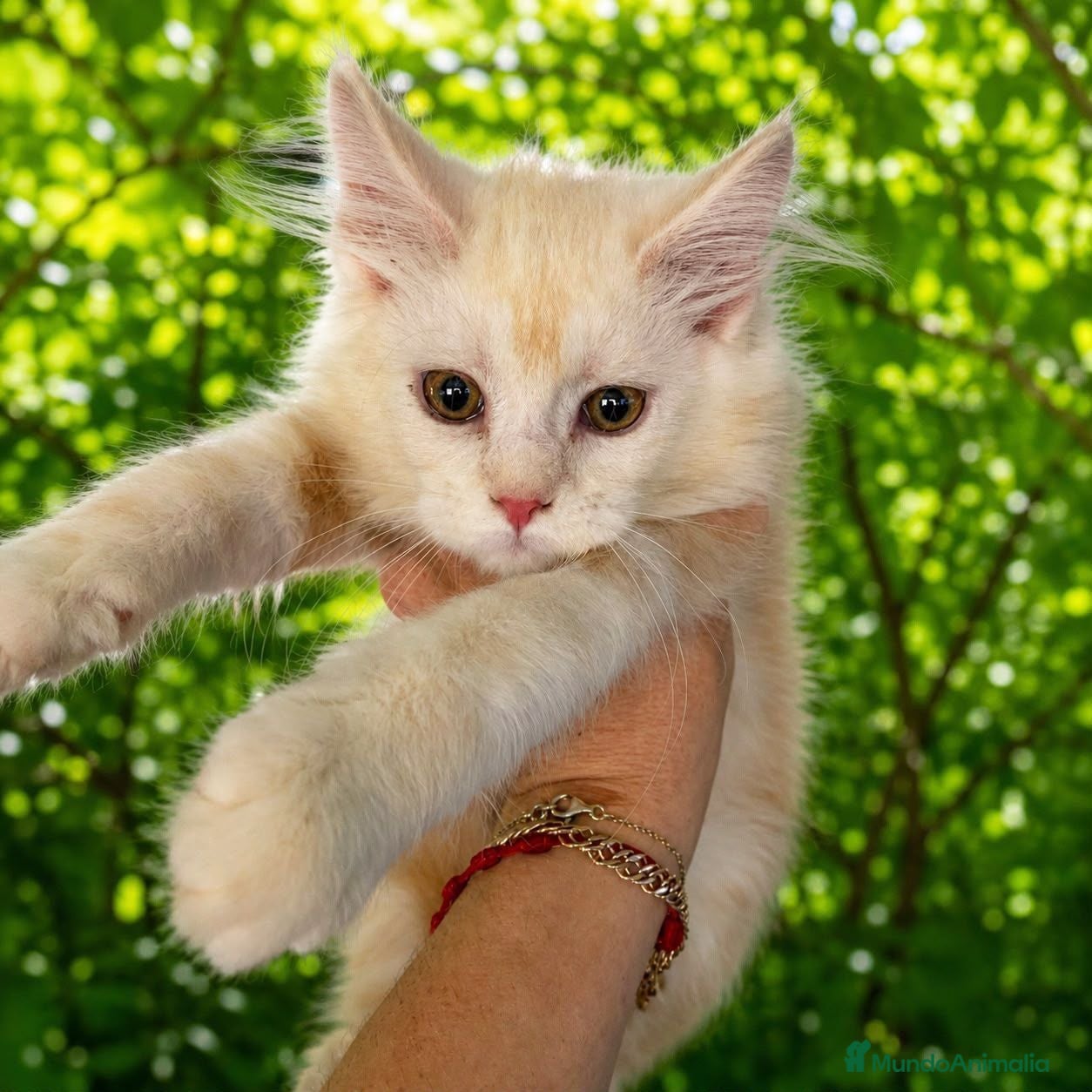 Maine Coon gatos Hembra maine coon crema - Anuncio 6