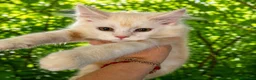 Maine Coon gatos en venta: Hembra maine coon crema - Anuncio 1