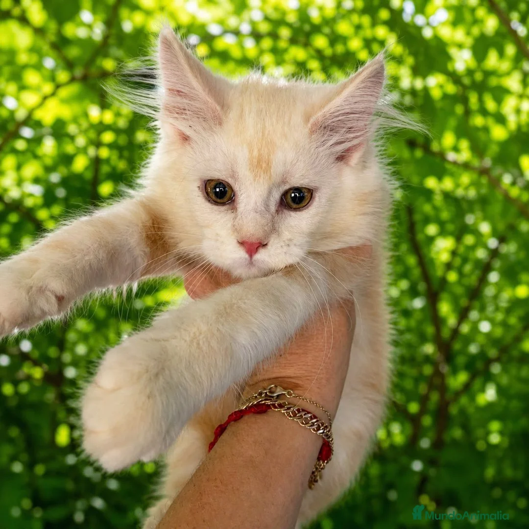Maine Coon gatos en venta: Hembra maine coon crema - Anuncio 1