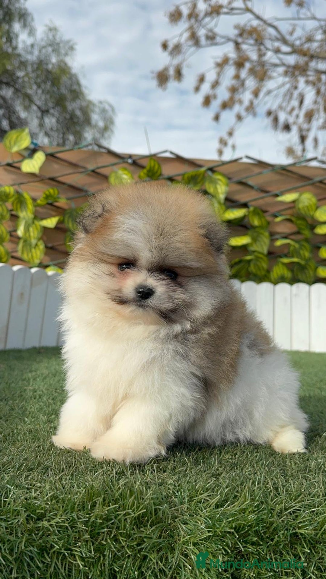 Pomerania perros en venta: POMERANIA HEMBRA DISPONIBLE - Anuncio 3