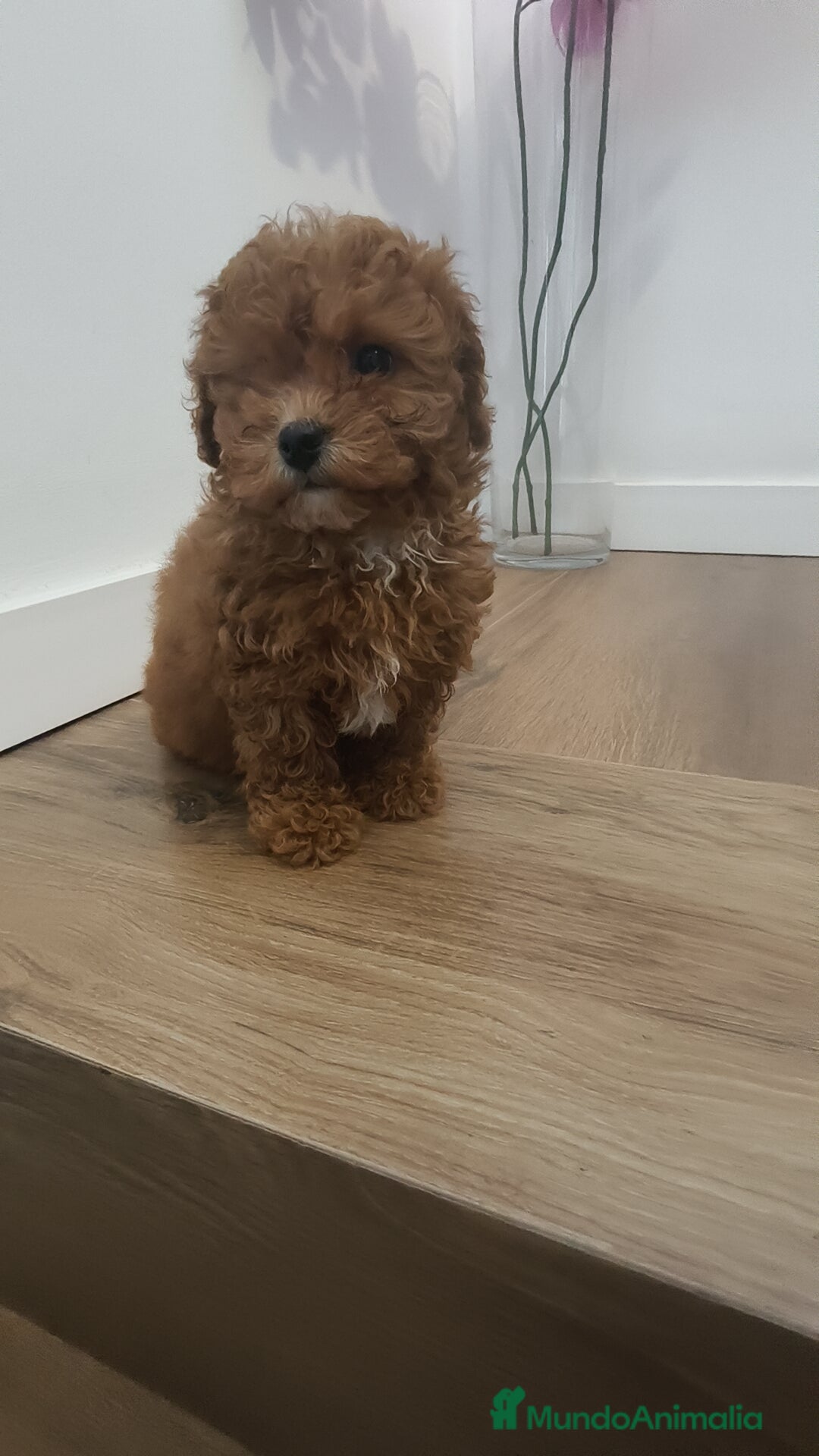 Caniche Toy perros en venta: Caniche Toy roja  - Anuncio 2