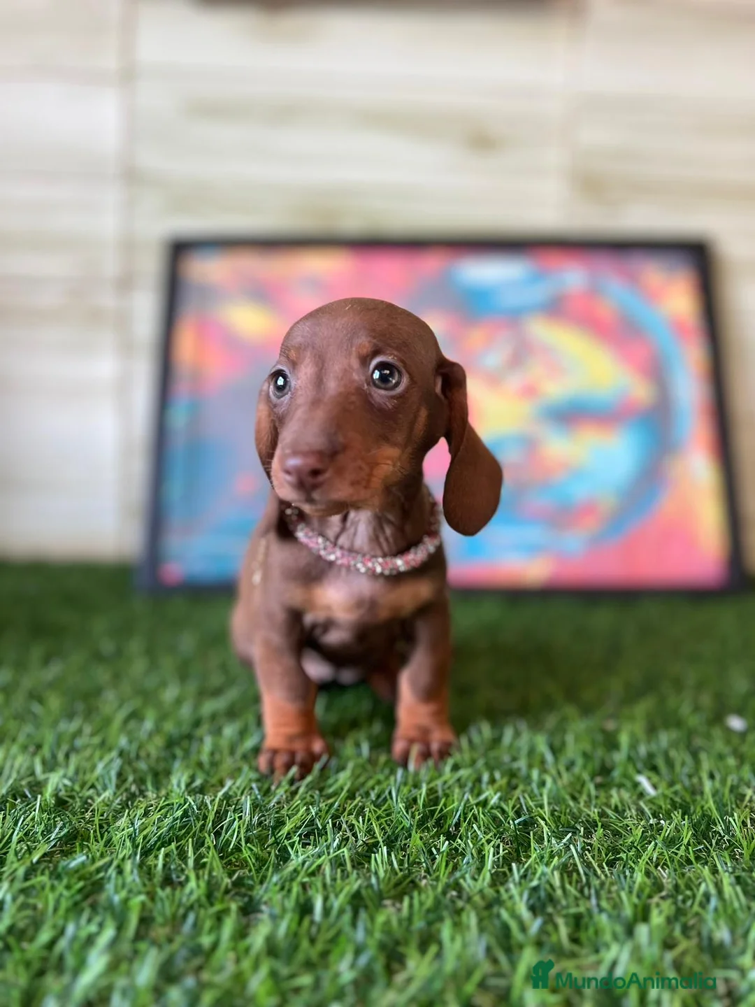 Teckel Miniatura perros en venta: Teckel mini  - Anuncio 3