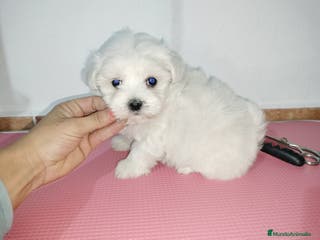 Bichón Maltés perros Bichón maltés americano en Badajoz - Anuncio 34