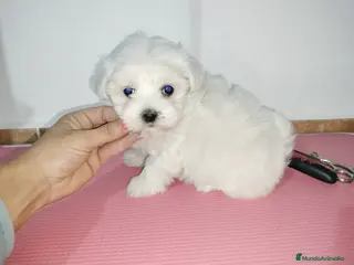Bichón Maltés perros Bichón maltés americano en Badajoz - Anuncio 10