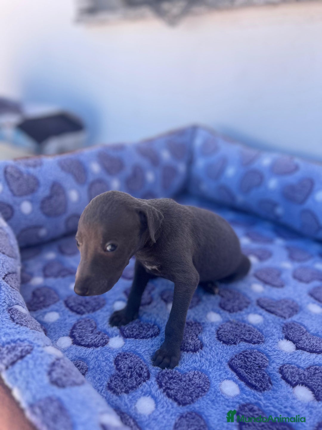 Whippet perros en venta: Whippet blue  - Imagen 15