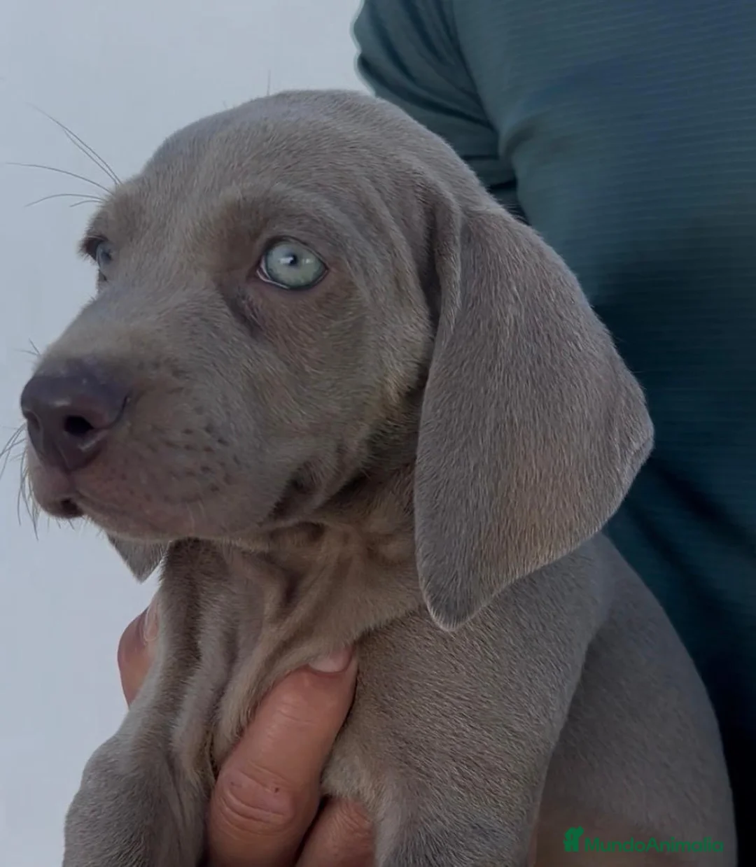 Weimaraner perros en venta: Cachorros de braco de WEIMAR  - Anuncio 5