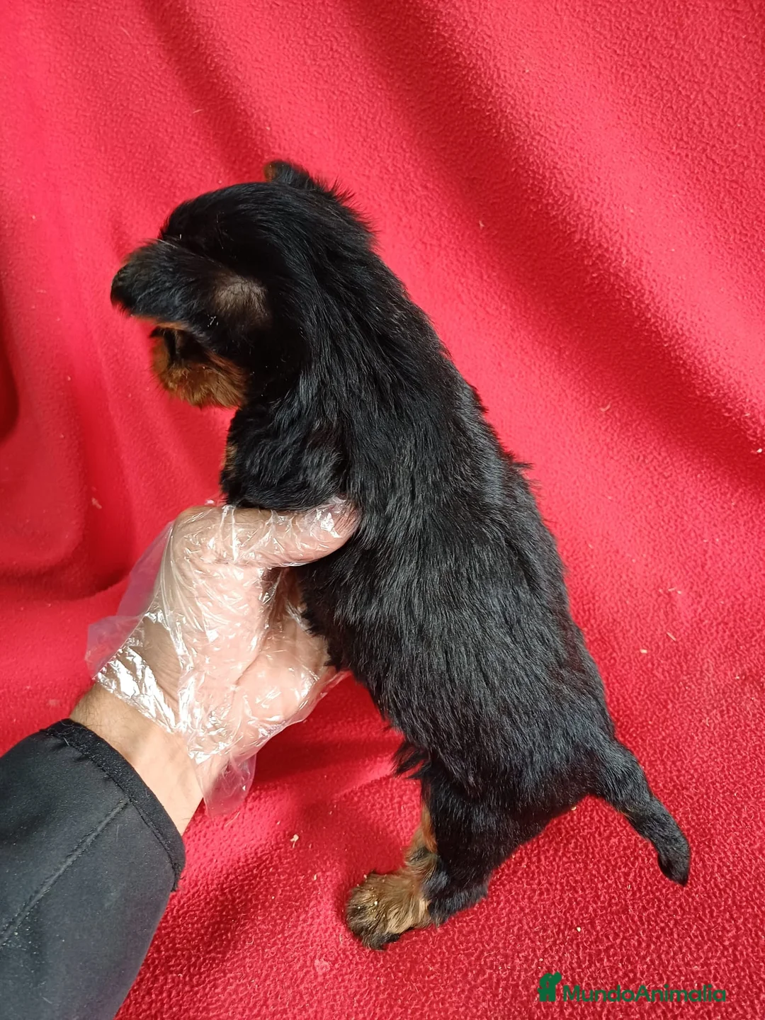 Yorkshire Terrier perros en venta: Yorkshire Terrier  - Anuncio 3