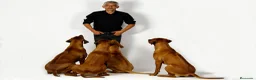 Rhodesian Ridgeback perros en venta: Rhodesian Ridgeback adultos con pedigrí  - Anuncio 4