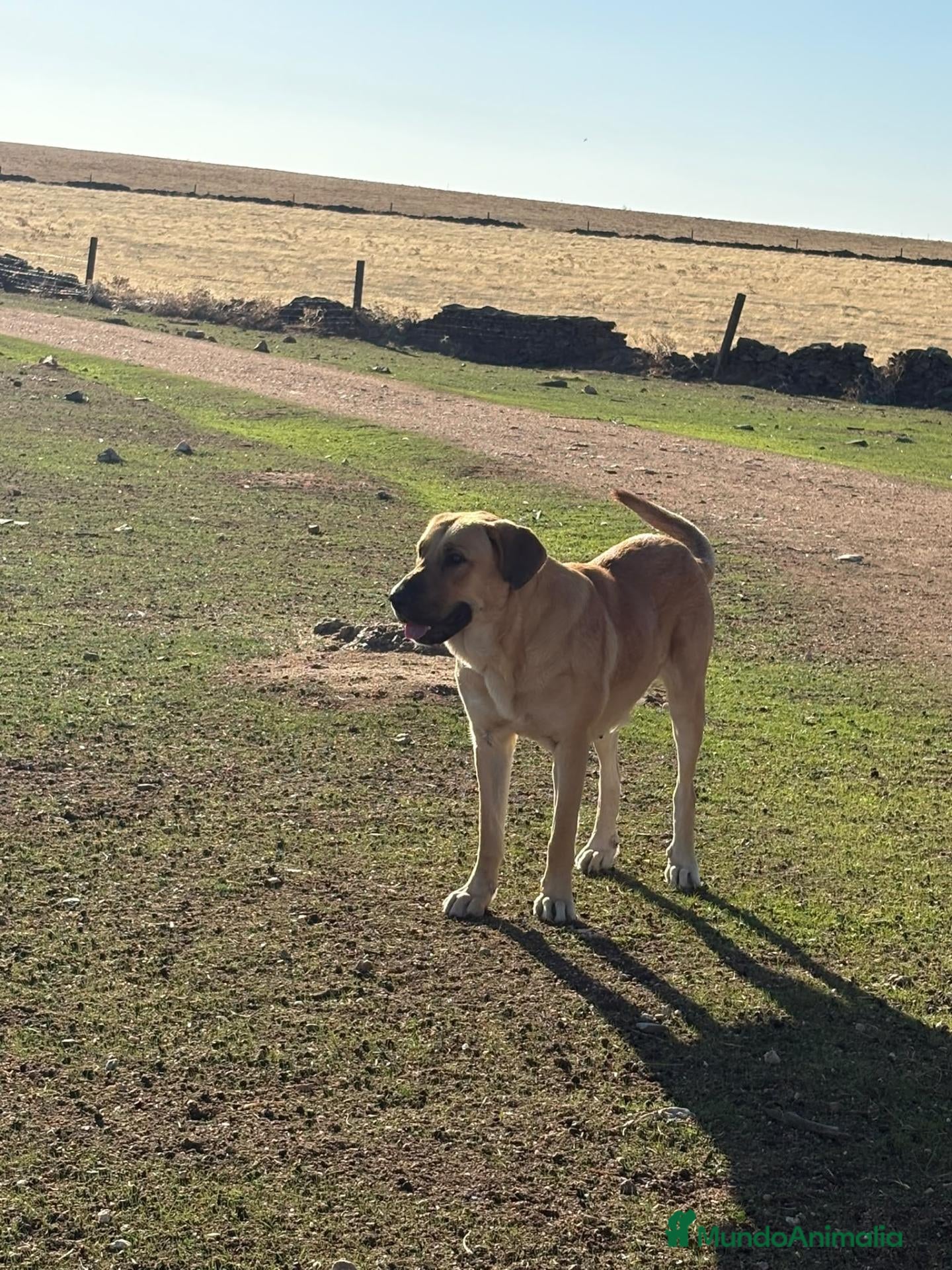 Mastín Español perros en venta: Camada de mastin español - Anuncio 3
