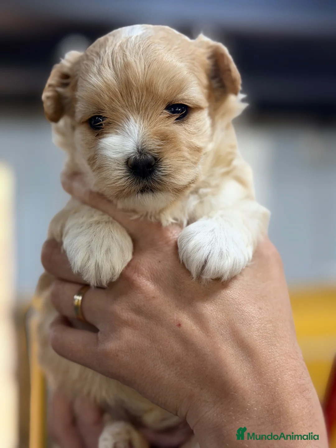 Maltipoo perros en venta: Maltipoo hembra Apricot  - Anuncio 1