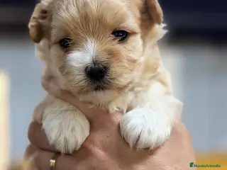 Maltipoo perros Maltipoo hembra Apricot - Anuncio 2