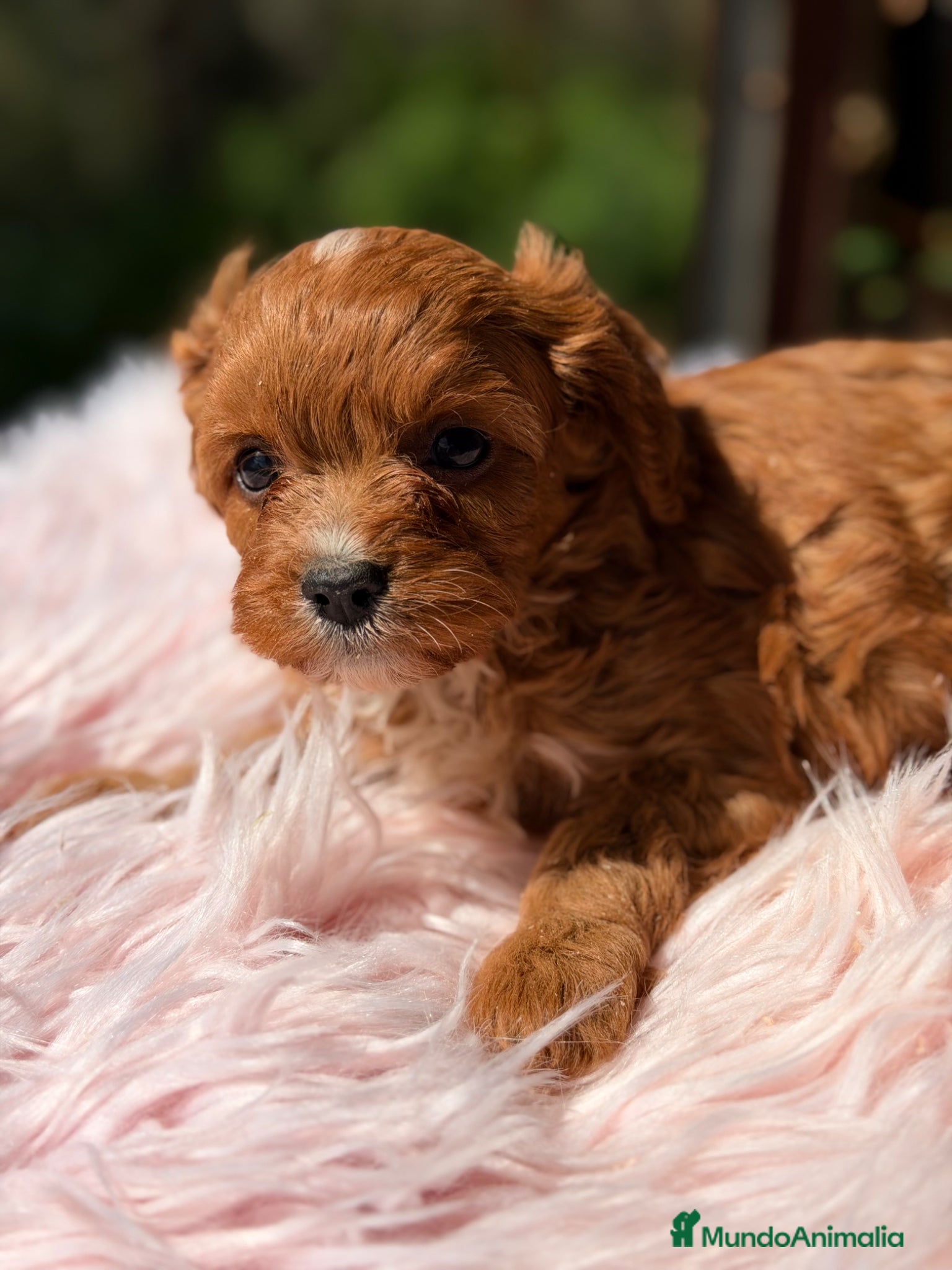 Cavapoo perros Cavapoo rojo pimentón hembra  - Anuncio 8