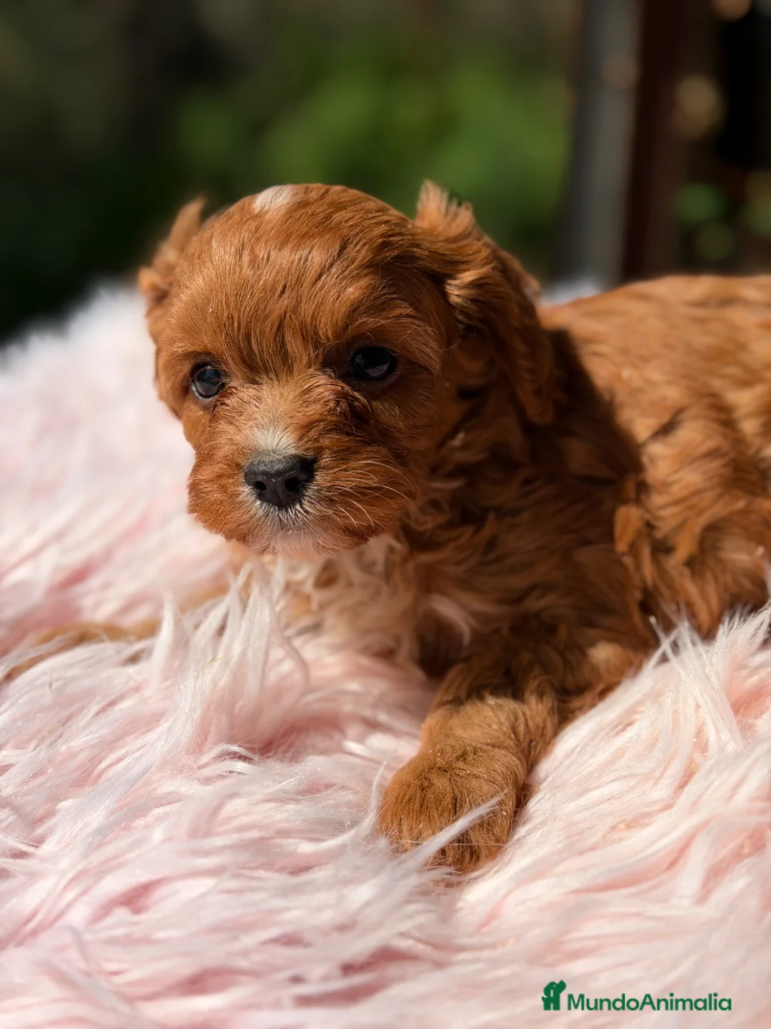 Cavapoo perros en venta: Cavapoo rojo pimentón hembra  - Anuncio 1