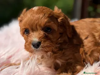 Cavapoo perros Cavapoo rojo pimentón hembra - Anuncio 8