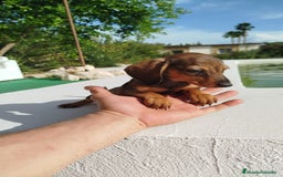 Teckel Miniatura perros en venta: Teckel mini  - Imagen 1