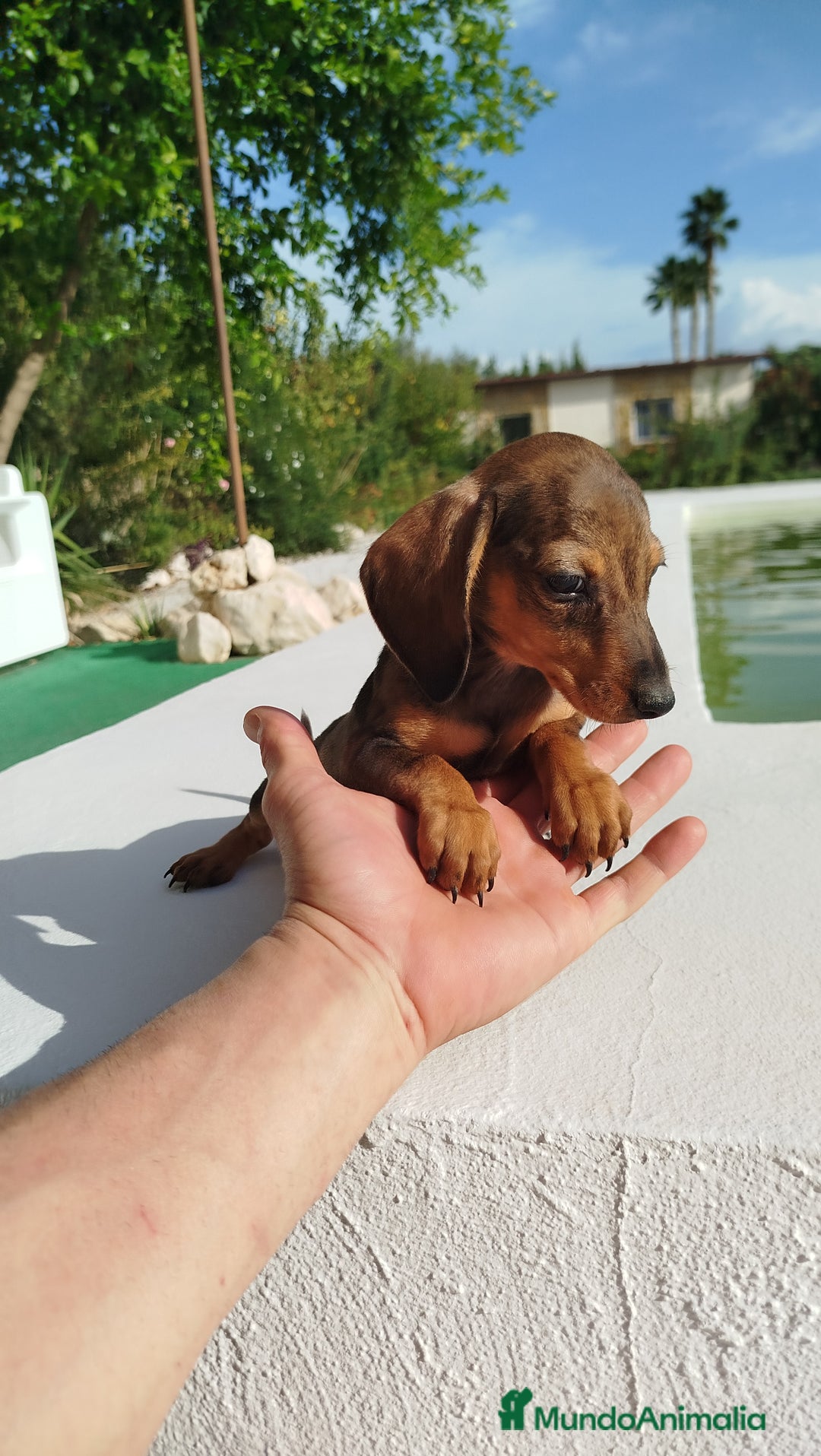 Teckel Miniatura perros en venta: Teckel mini  - Imagen 1