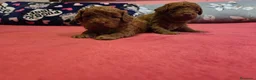 Caniche Toy perros en venta: ‼️‼️CANICHES 50% ASIÁTICOS  - Anuncio 2