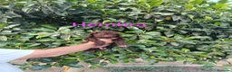 Perro de Agua Español perros en venta: Disponible perro agua  - Anuncio 4