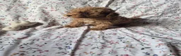 Caniche Toy perros en venta: Cachorros de caniche Toy Apricot - Anuncio 10