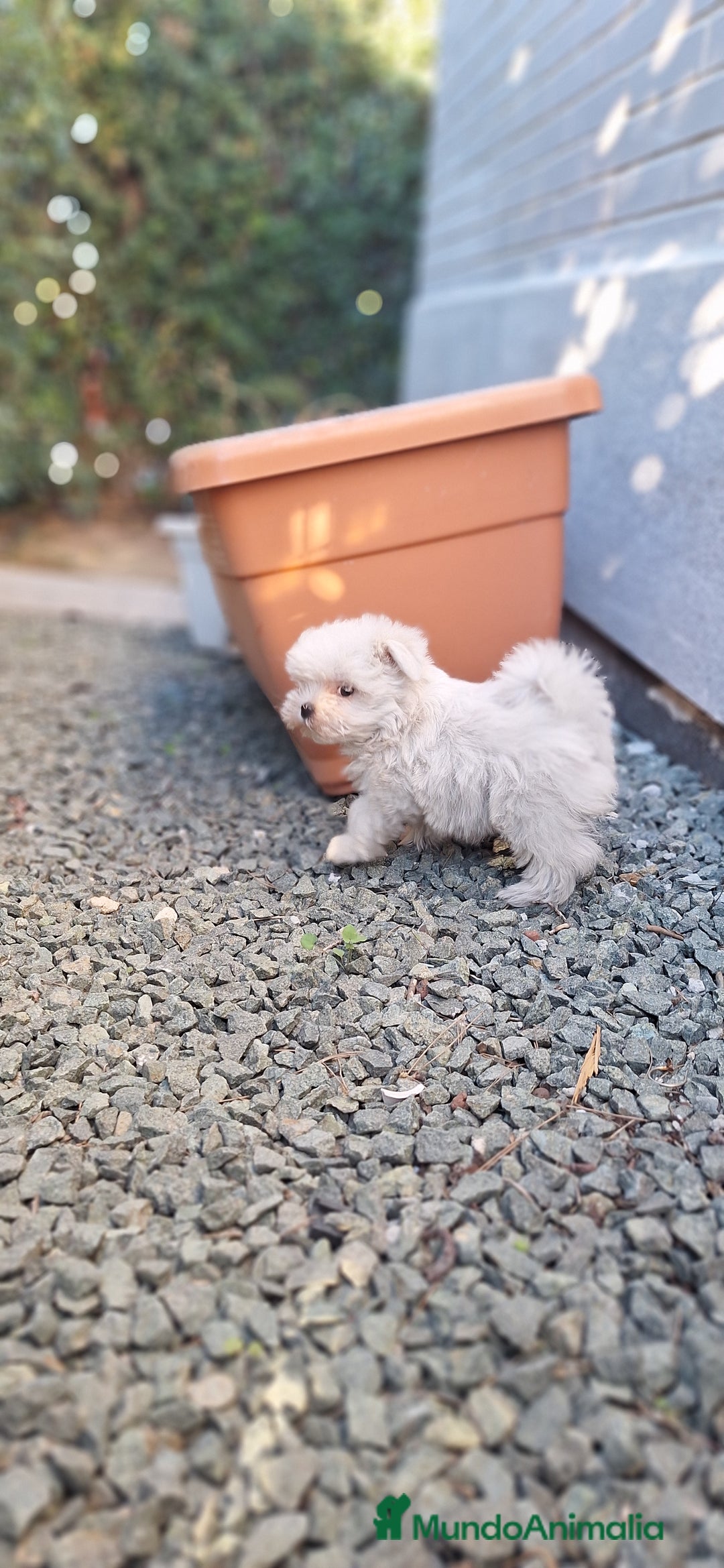 Bichón Maltés perros en venta: Bichón maltés  - Anuncio 2
