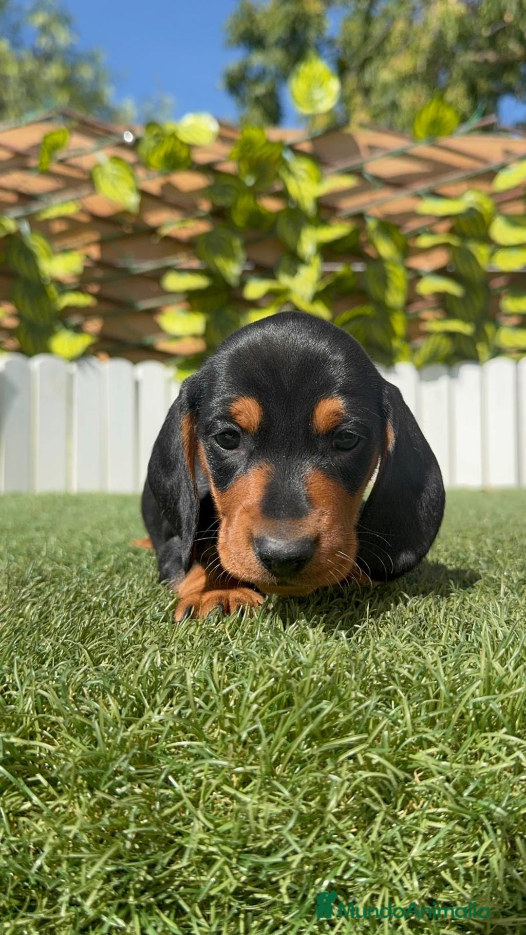 Teckel Miniatura perros en venta: TECKEL MINIATURA - Imagen 2