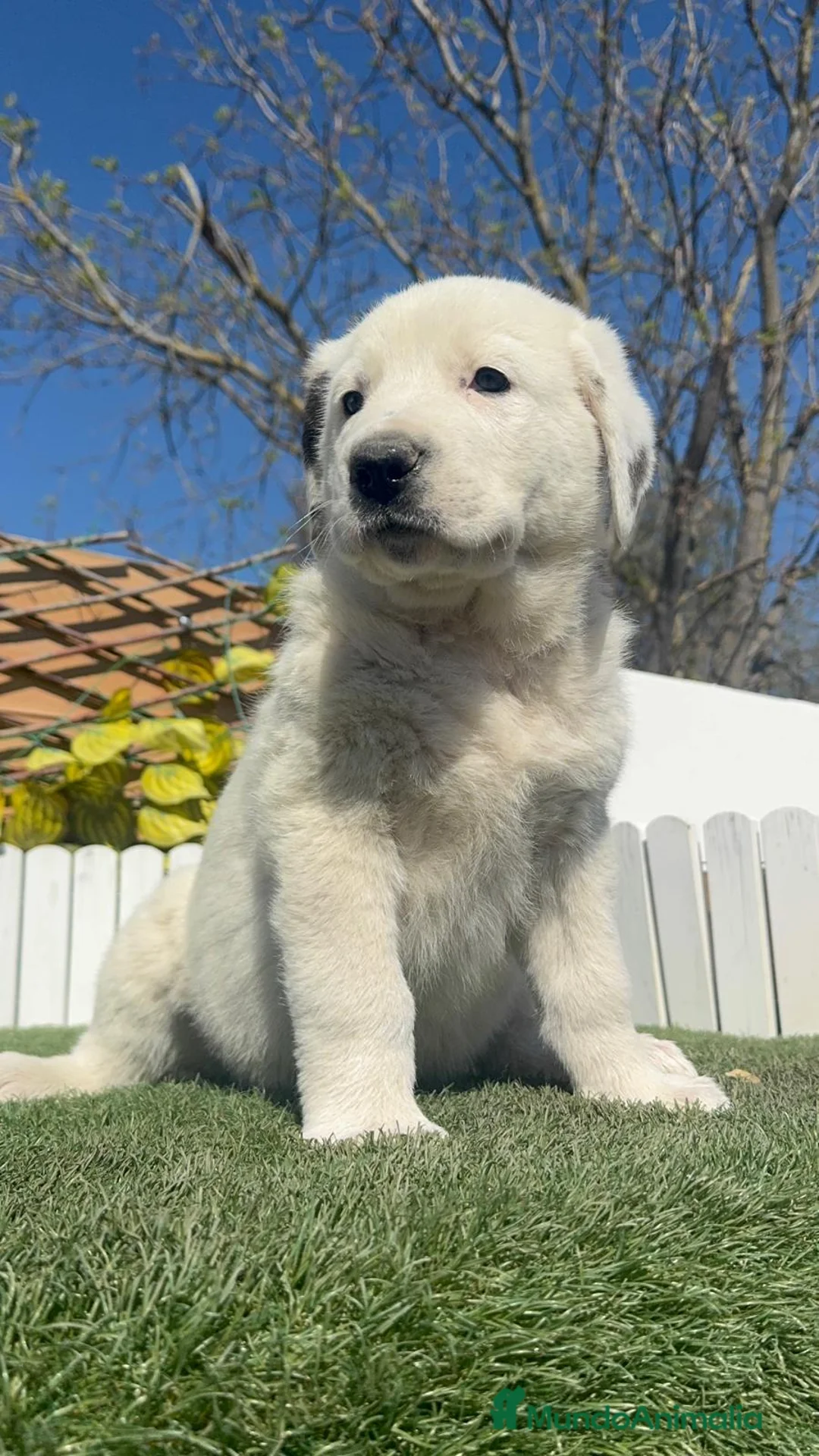 Mastín Español perros en venta: MASTIN ESPAÑOL HEMBRA - Anuncio 1