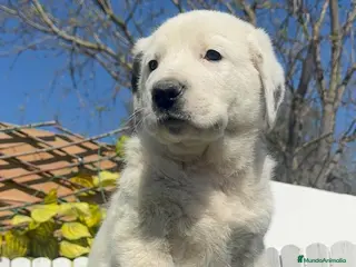 Mastín Español perros MASTIN ESPAÑOL HEMBRA - Anuncio 1