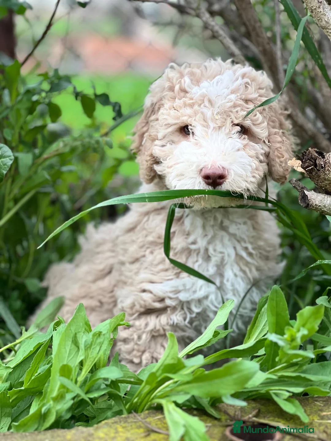 Perro de Agua Español perros en venta: Perro de agua crema en Barcelona - Anuncio 1