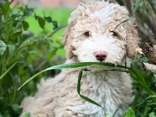 Perro de Agua Español perros Perro de agua crema en Barcelona - Anuncio 16