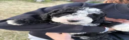 Perro de Agua Español perros en venta: PERROS DE AGUA ESPAÑOL - Anuncio 5