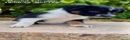 Border Collie perros en venta: BORDER COLLIE DE VILLA BIZNAGA - Anuncio 13