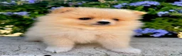 Pomerania perros en venta: Cachorros Pomerania criados en ambiente familiar  - Anuncio 2