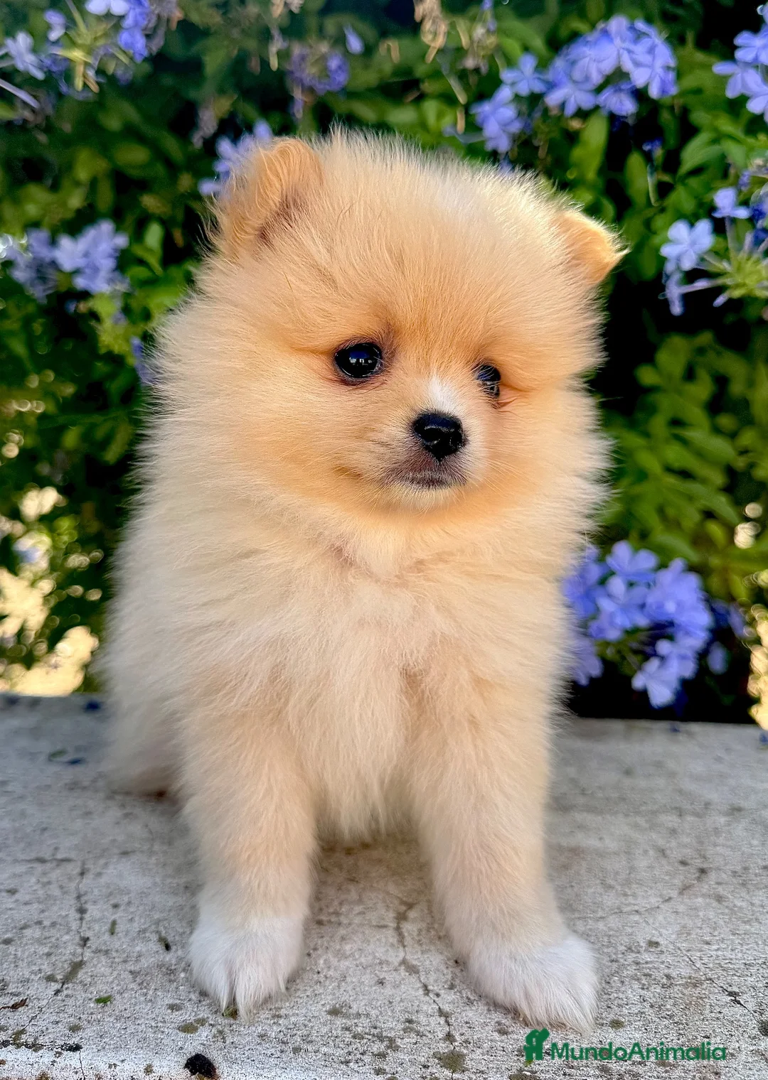 Pomerania perros en venta: Cachorros Pomerania criados en ambiente familiar  - Anuncio 2