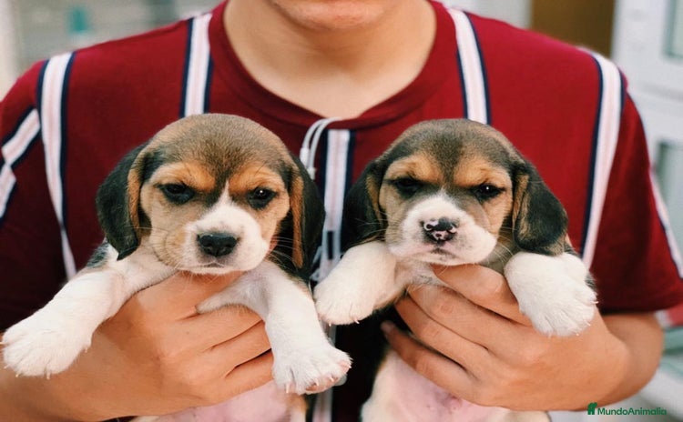 Beagle perros - Anuncio 1