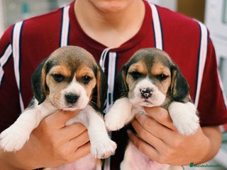Beagle perros - Anuncio 1