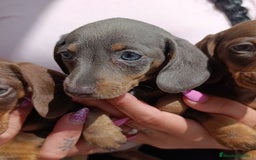 Bichón Maltés perros en venta: Bichón maltés toys y varias razas de gran calidad  - Imagen 9