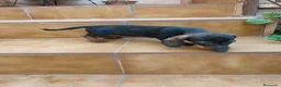 Teckel Miniatura perros en venta: Cachorra teckel pelo corto  - Anuncio 2