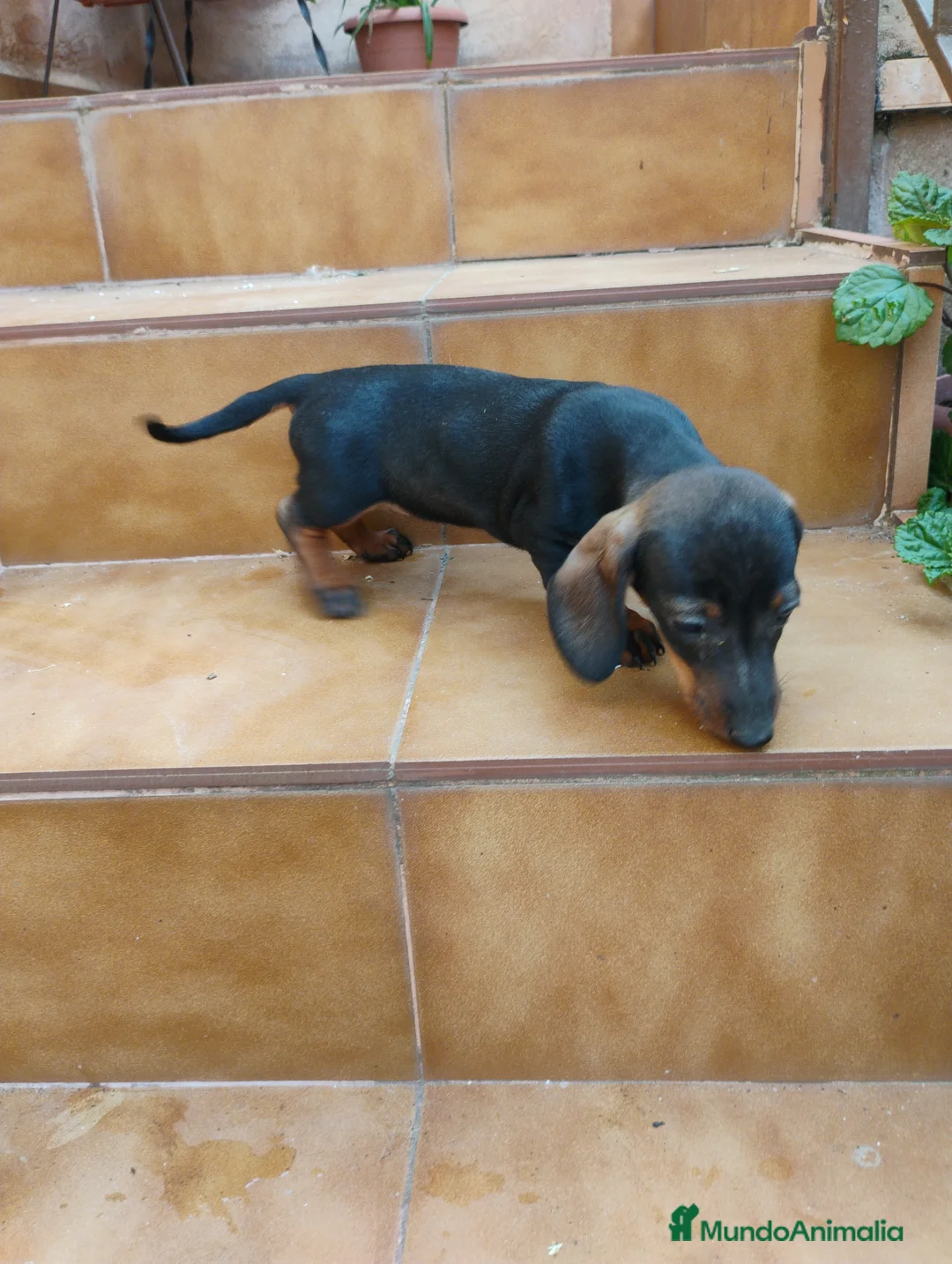 Teckel Miniatura perros en venta: Cachorra teckel pelo corto  - Anuncio 2