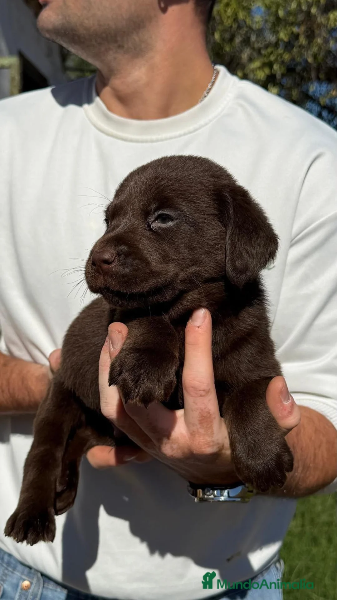 Labrador Retriever perros en venta: Labrador Retriever - Anuncio 2