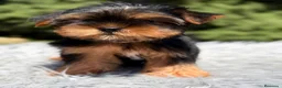 Yorkshire Terrier perros en venta: Yorki Toy  - Anuncio 5