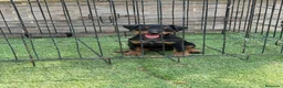 Terrier Alemán de Caza perros en venta: Cachorro Jagd terrier alemán  - Anuncio 6
