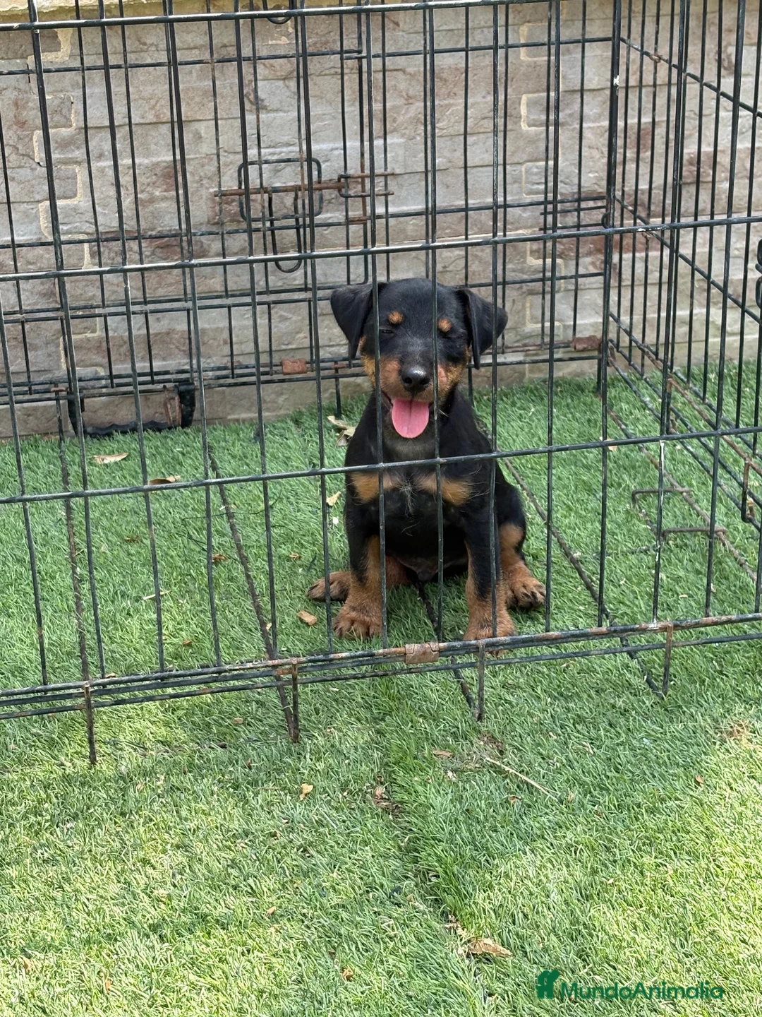 Terrier Alemán de Caza perros en venta: Cachorro Jagd terrier alemán  - Anuncio 6