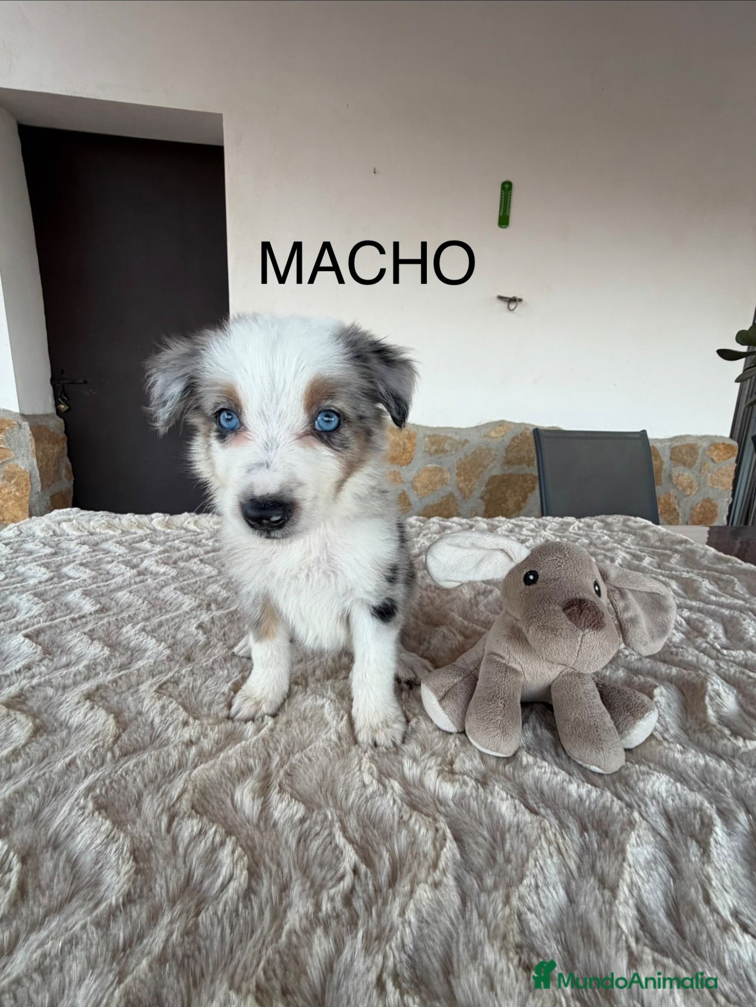 Border Collie perros BORDER COLLIE - Anuncio 2