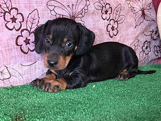 Teckel perros TECKEL ENANOS //////// PELUCHITOS - Anuncio 1