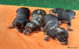 Teckel perros en venta: Teckel arlequín y negro fuego  - Imagen 1
