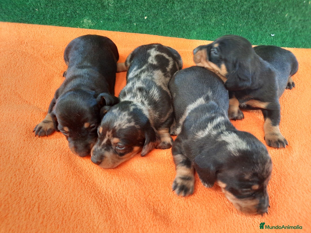 Teckel perros en venta: Teckel arlequín y negro fuego  - Imagen 1