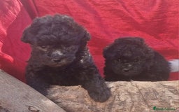 Caniche Enano perros en venta: Caniches enanos color plata - Imagen 8