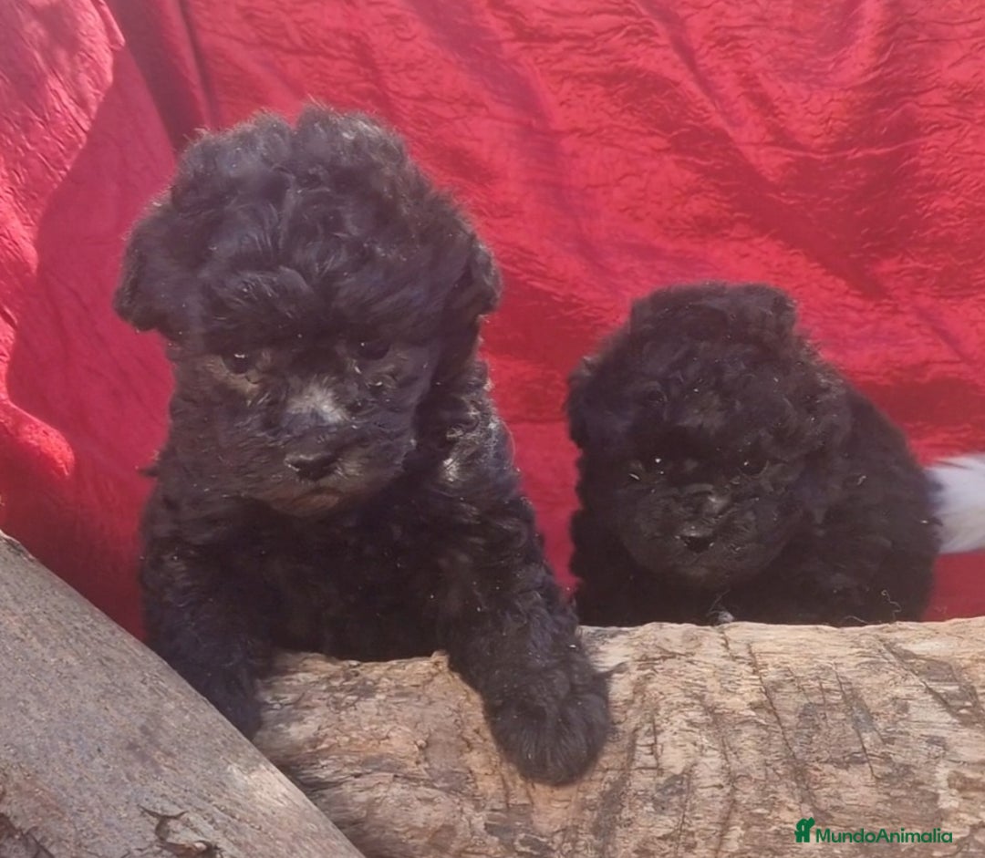 Caniche Enano perros en venta: Caniches enanos color plata - Imagen 8
