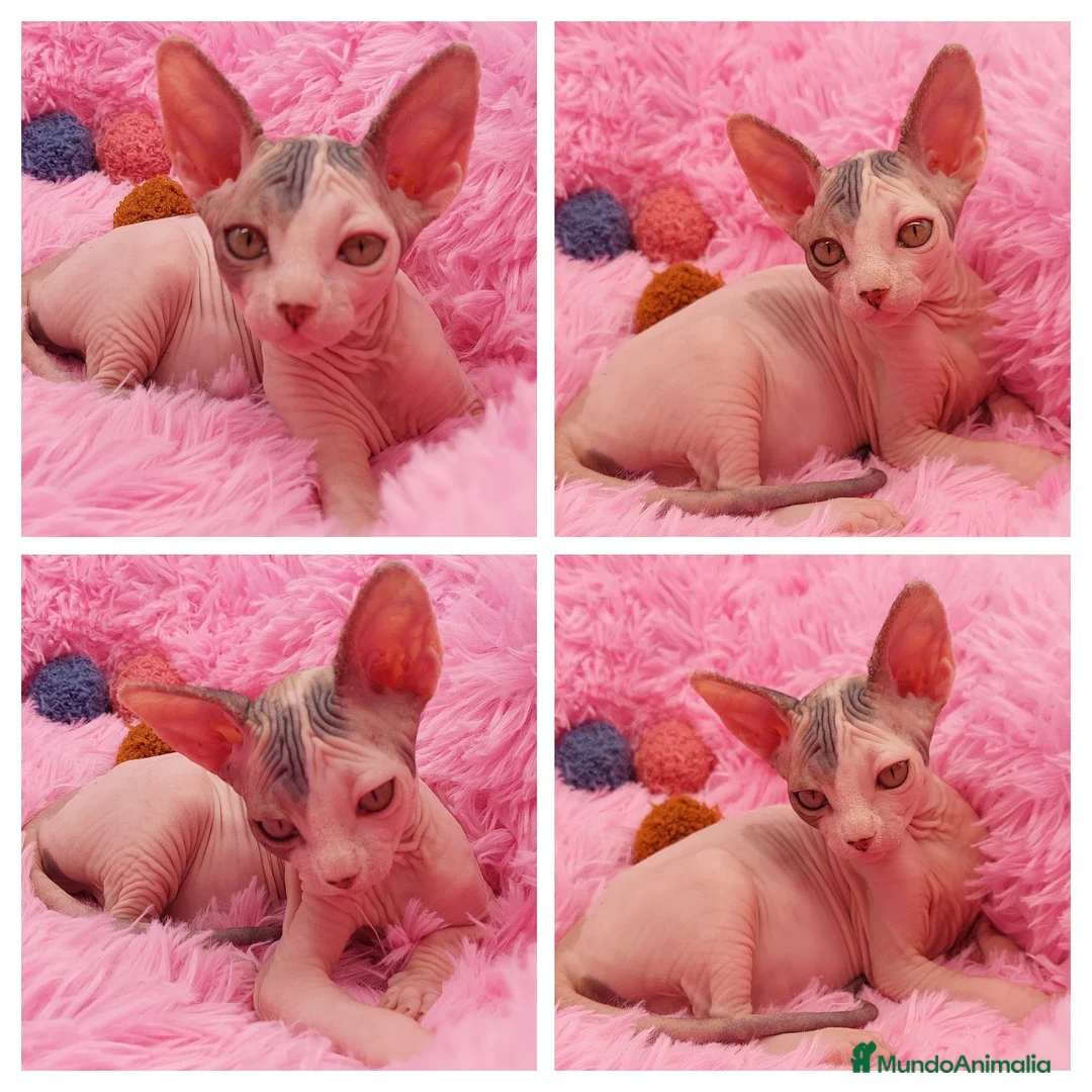 Sphynx gatos en venta: Preciosa hembrita sphynx  - Anuncio 3