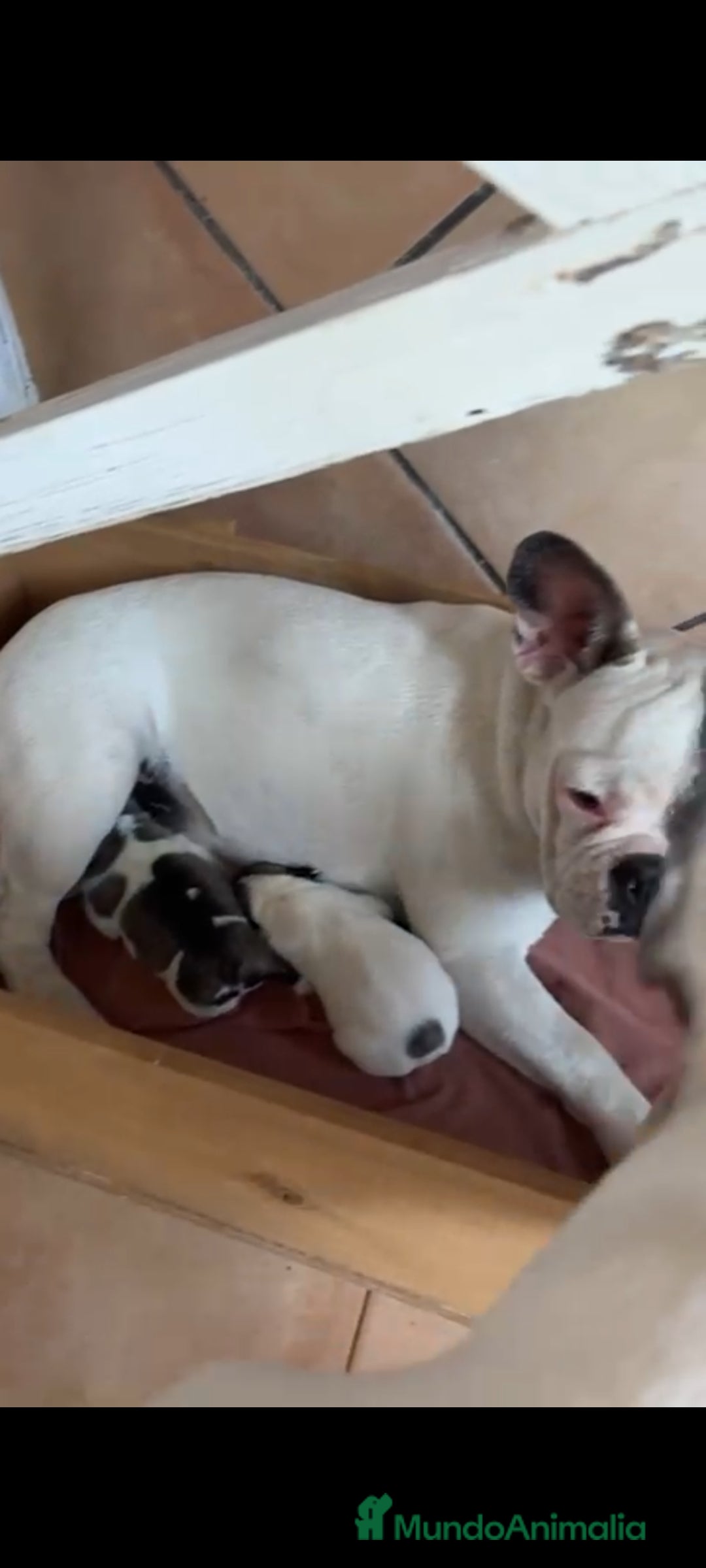 Bulldog Francés perros Bulldog francés  - Anuncio 13